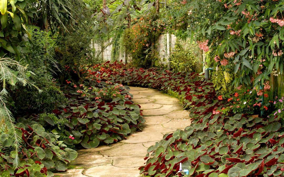 A picture of a garden with native plants for landscaping.